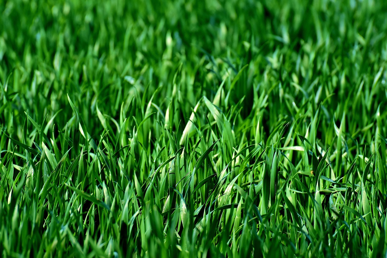 lawn overseeding green grass